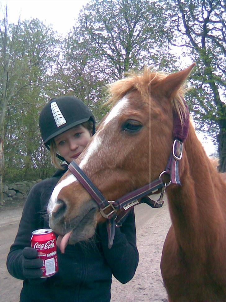Anden særlig race Steffengårdens Nanny - //3 Efter ponygames træning :-) billede 3