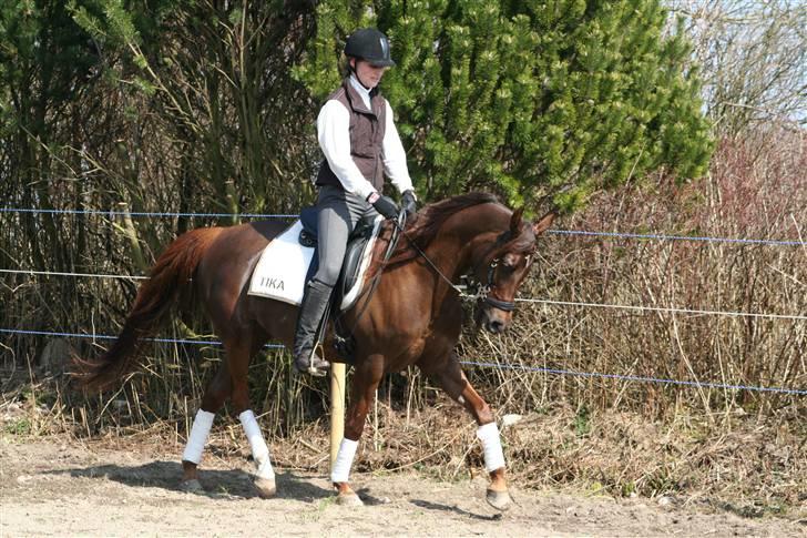 Arabisk fuldblod (OX) Princess Calisia OX billede 18