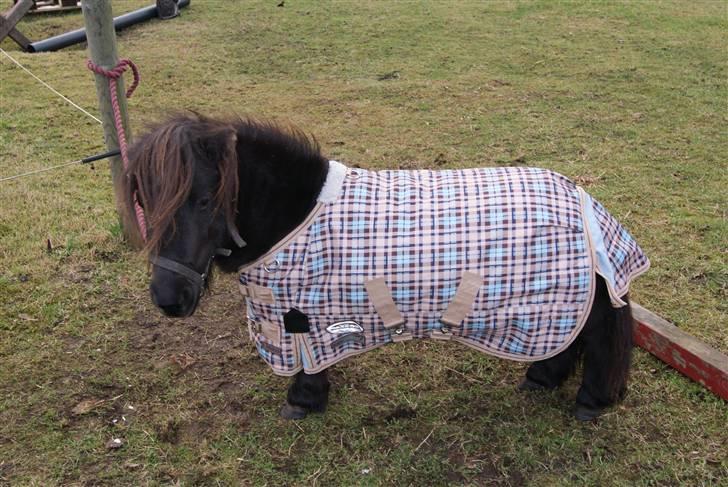 Anden særlig race Bambi billede 1