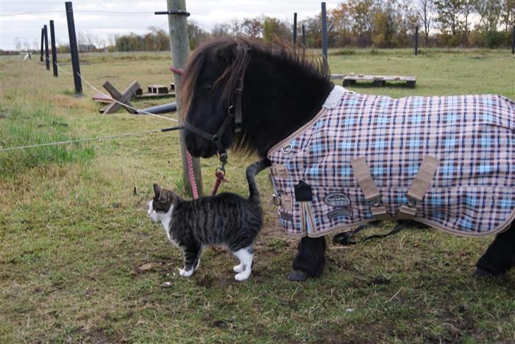 Anden særlig race Bambi - bambi og hendes gode ven dårlig øje billede 2