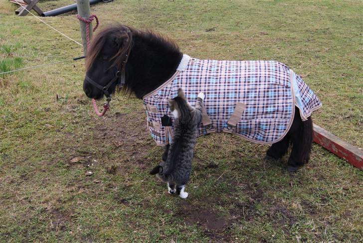 Anden særlig race Bambi billede 3