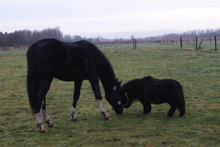 Anden særlig race Bambi - man er vel en hoppe og lige kommet en ny hingst i folden , ham må jeg lige tjekke billede 4