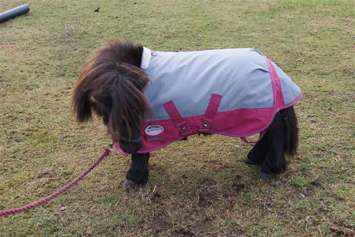 Anden særlig race Bambi billede 5