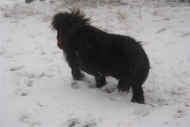 Anden særlig race Bambi - bambi i snen  billede 6