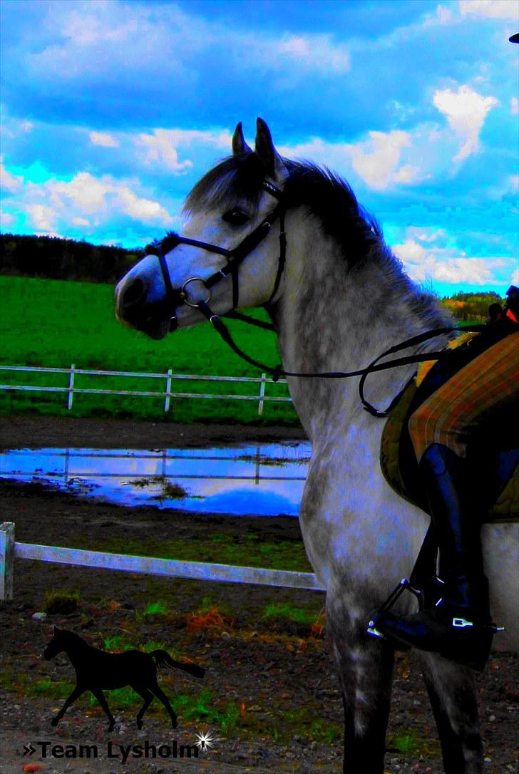 Sportsaraber (A) »|Lysholms Silvado|« 28/7 - 11 15:51    †    R.I.P - Min skat i sit es med sit tærrenudstyr <3 

Du er perfekt skat <3<3 billede 17