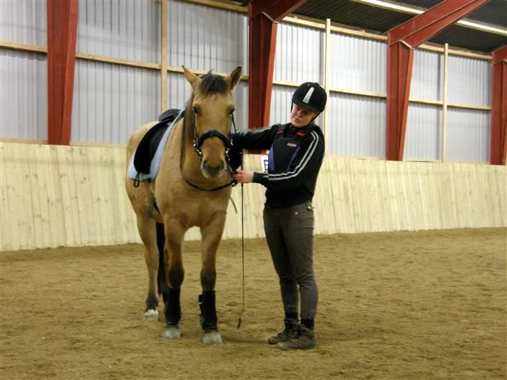 Anden særlig race Kastaniegårds Golden Guy - Guy og jeg i ridehus d.14/11-09 billede 17