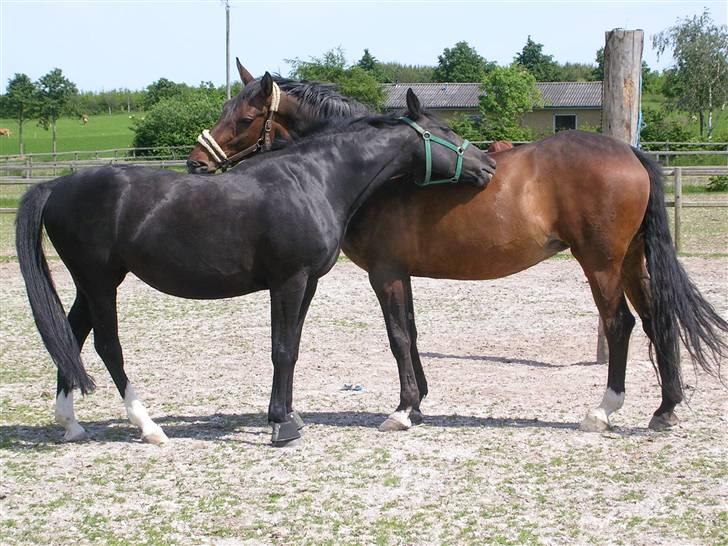 Dansk Varmblod CLAIRE - Claire (højre) og hendes veninde billede 12