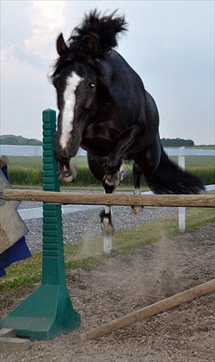 Irsk Sportspony MB Lady Star - RIP  - Kom ik her og sige min pony ikke kan springe! 120 ca kan i sige WoW xD billede 4