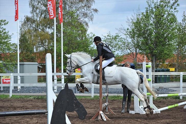 Anden særlig race Rapa Nui<3 "kommet hjem" - Heii og velkommen til Rapa Nui`s profil. Her er vi til vores første spring stævne.. Vi fik en 2 plads:D! i belive i can fly! billede 1