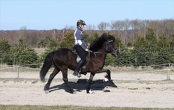 Islænder Tana fra Herthadalen - Arb tölt DSU, kun beskyttelses klokker (80 g) Foto: Caroline Storch billede 10