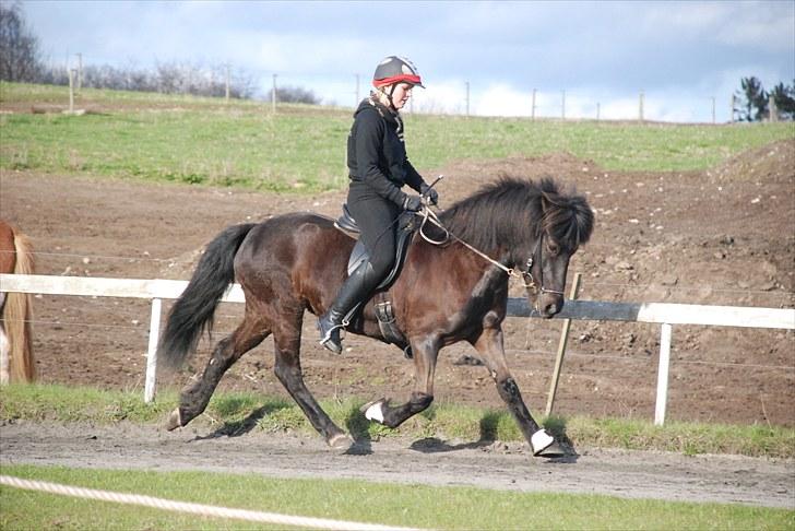 Islænder Tana fra Herthadalen - Trav til DSU Foto: Maria billede 17