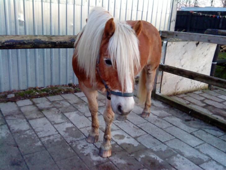 Haflinger Archi <3 - Se hvor fin man kan stå^^ <3 .. helt uden torv (foråret 2010) billede 9