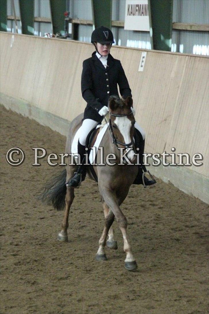 Hollandsk Sportspony Happy, dressur pony:D - stævne billede 3