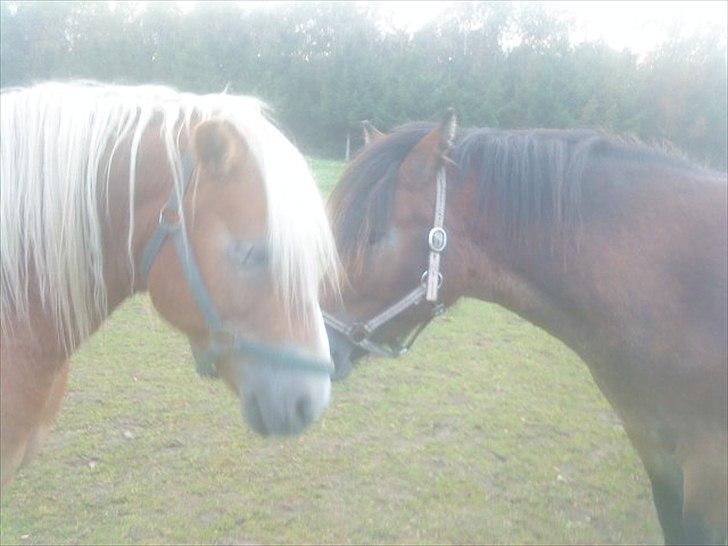 Haflinger Archi <3 - Archi og Nikita ! <3 billede 11