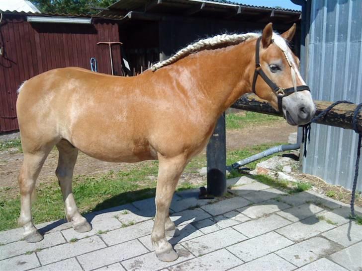 Haflinger Archi <3 - Jeg synes Archi ser super lækker ud med hingste fletning. :D billede 12