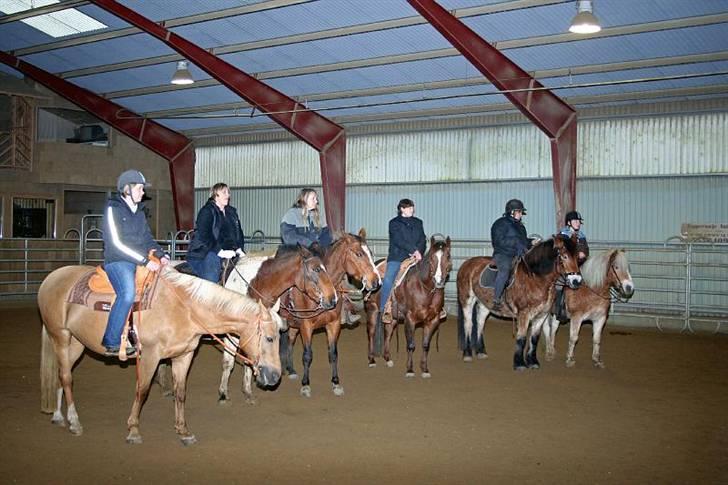Haflinger Archi <3 - Får lige forklaret reglerene^^ ... billede 13