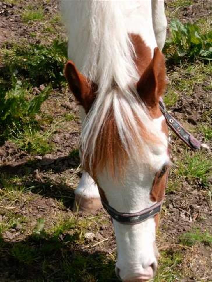 Pinto C'NAYA SOLGT - C´Naya ved tidligere ejer Anja H billede 11