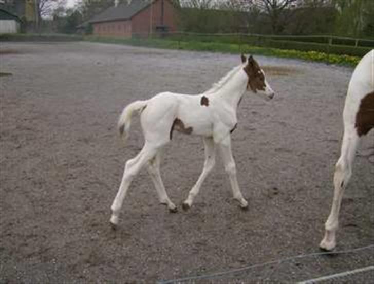 Pinto C'NAYA SOLGT - C´Naya som helt lille (: Ved Tidligere ejer Anja H billede 4