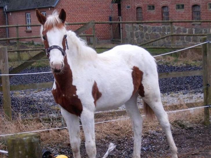 Pinto C'NAYA SOLGT - C´Naya ved tidligere ejer Anja H billede 12