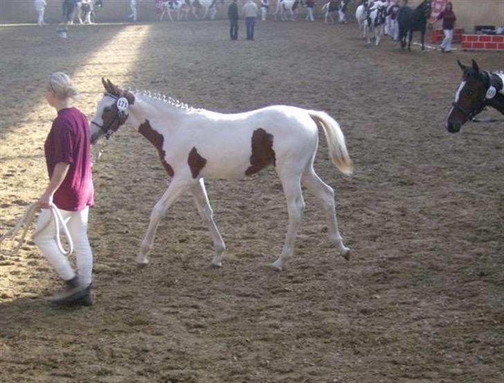 Pinto C'NAYA SOLGT - C´Naya til følkåring billede 3