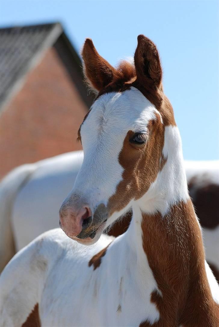 Pinto C'NAYA SOLGT - C'Naya som helt lille (: Ved Tidligere ejer Anja H billede 2