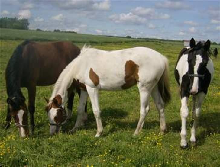 Pinto C'NAYA SOLGT - C'Naya på sommerfold ved tidligere ejer Anja H billede 13