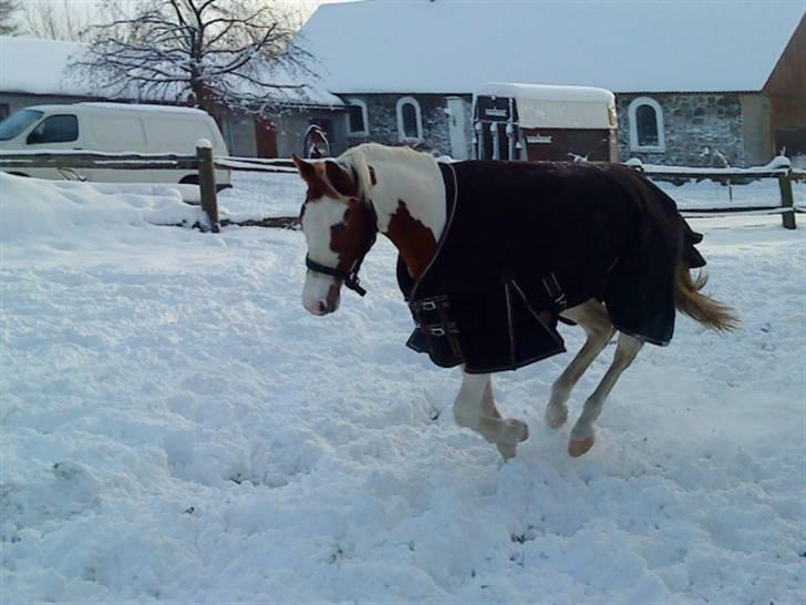 Pinto C'NAYA SOLGT - C'Naya i sneen 2009 - Foto Mig billede 14