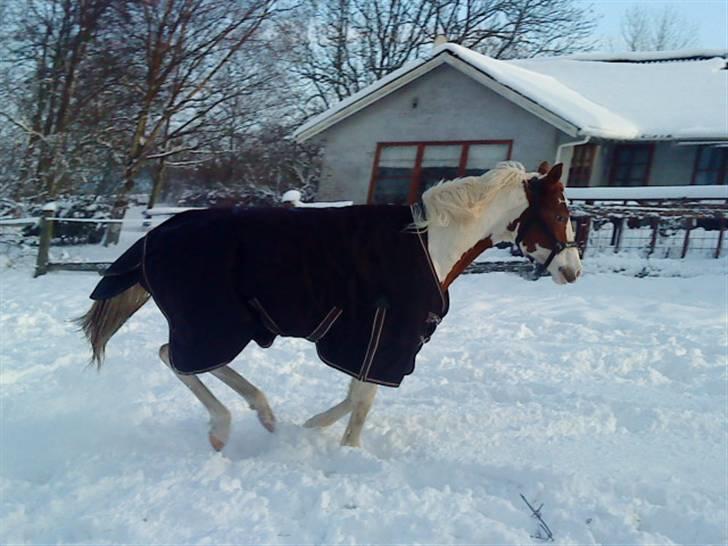 Pinto C'NAYA SOLGT - C'Naya i sneen 2009 - Foto Mig billede 15