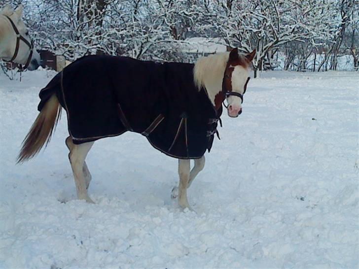 Pinto C'NAYA SOLGT - C'Naya i sneen 2009 - Foto Mig billede 16