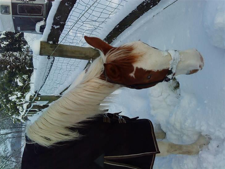 Pinto C'NAYA SOLGT - C'Naya i sneen 2009 - Foto Mig billede 17