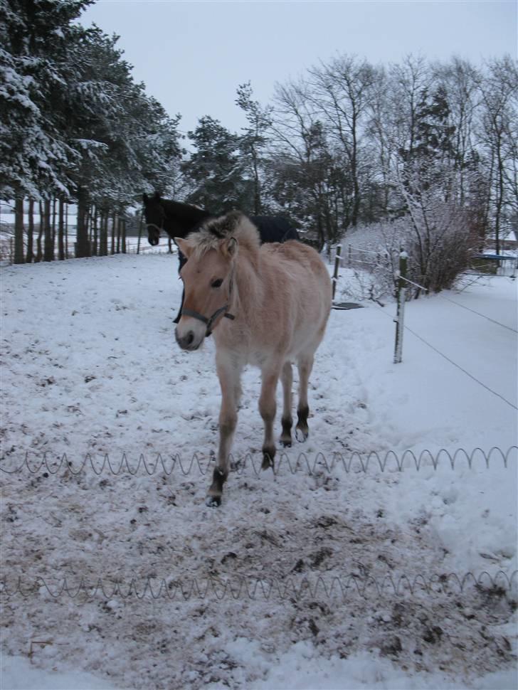 Fjordhest Olivia<3(følle) Gl part billede 14