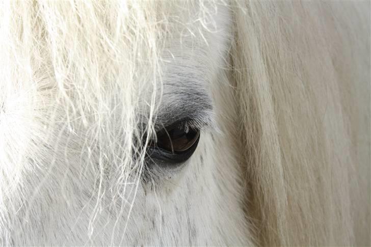 Anden særlig race Skimmel †  miss you † - 11) <3 Foto: ECS ( mig ) billede 11