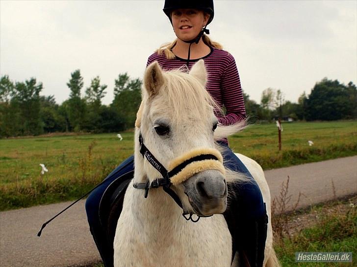 Anden særlig race Skimmel †  miss you † - 12)  Foto: AS 1000 tak! billede 12