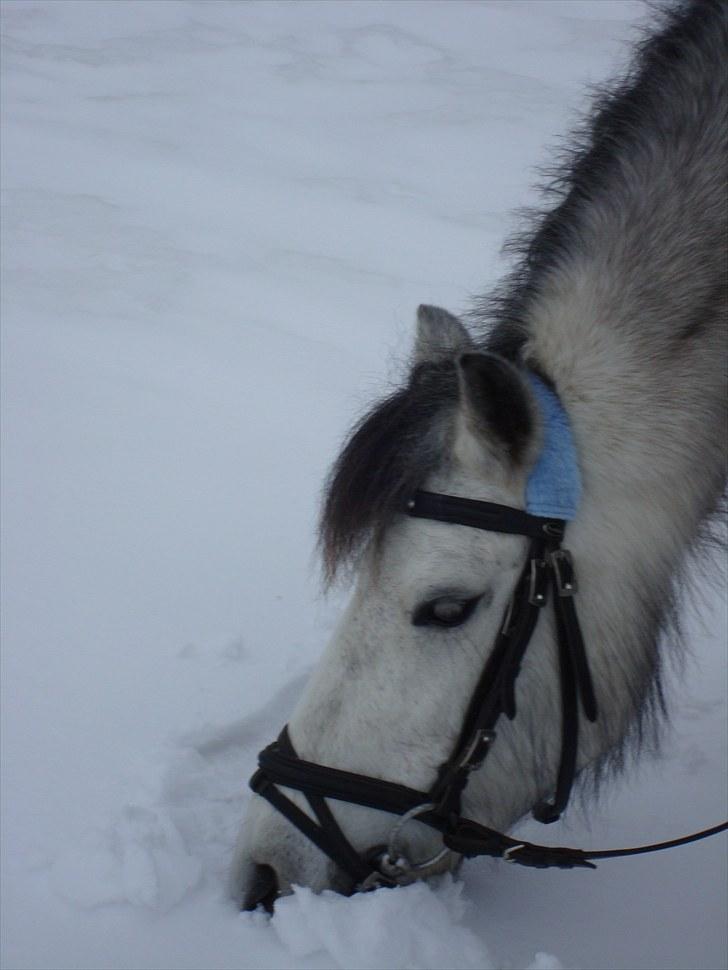 Anden særlig race Askepot  billede 13