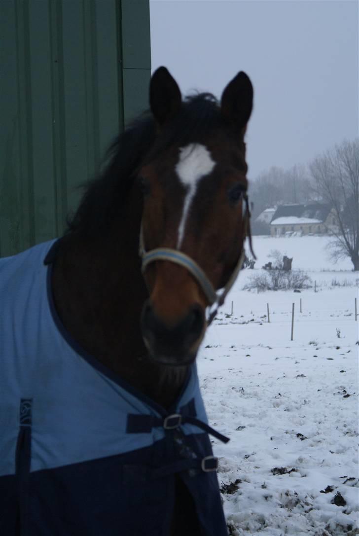 Anden særlig race Travelli solgt - Travelli i sneen<3Er han ikke bare sød<3 billede 12