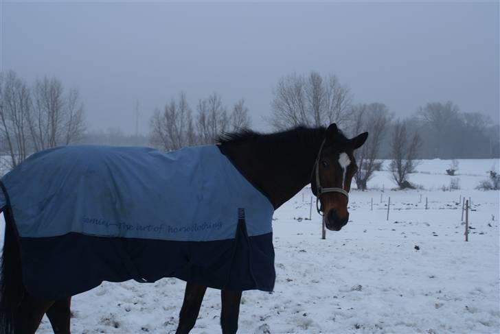 Anden særlig race Travelli solgt - Hej med jer<3Er jeg ikke bare sød<3 billede 13