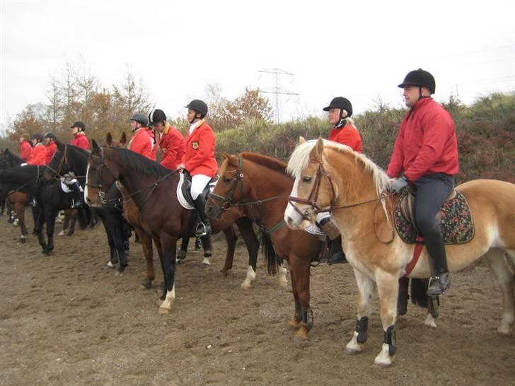 Haflinger Nylle - Hubertusjagt Ålborg 2009 billede 7