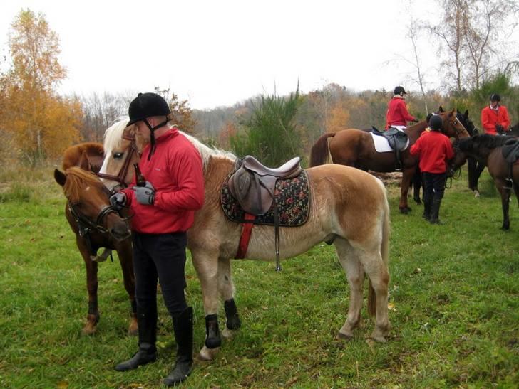 Haflinger Nylle - Hubertusjagt Ålborg 2009 billede 8