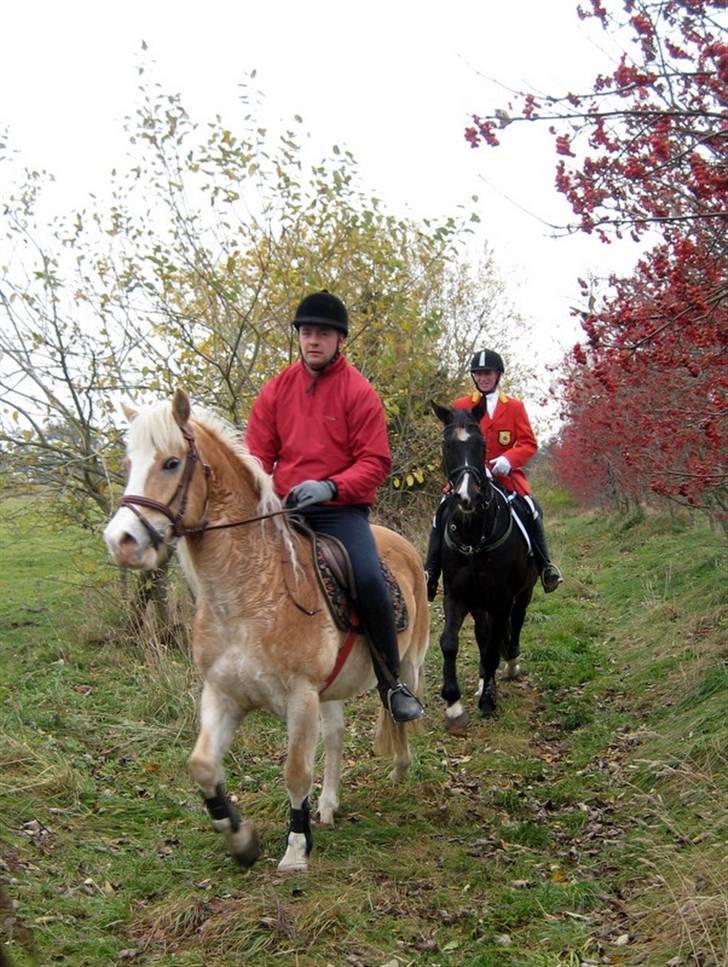Haflinger Nylle - Hubertusjagt Ålborg 2009 billede 9