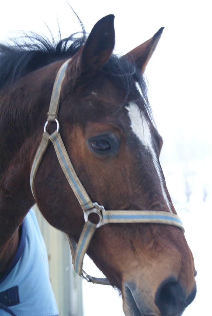 Anden særlig race Travelli solgt - Er han ikke bare smuk<3Jeg elsker dig Travelli<3<3 billede 14