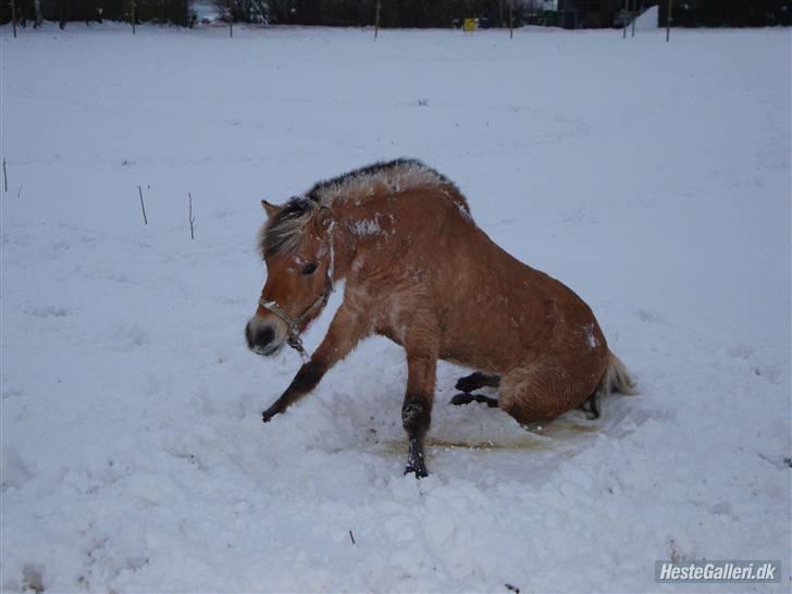 Anden særlig race Missel Anton *Solgt* billede 10