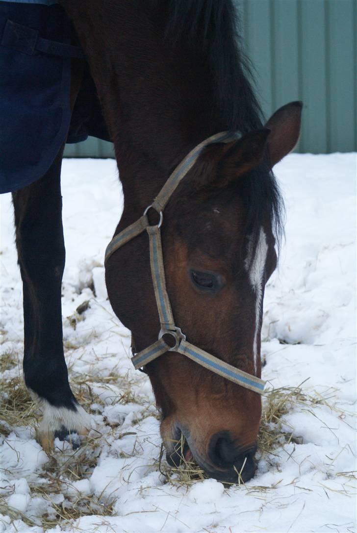 Anden særlig race Travelli solgt - Travelli spiser lige lidt hø rester fra om morgen<3 billede 15