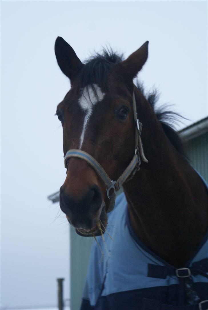Anden særlig race Travelli solgt - Travelli med lidt hø rester i munden<3hi hi<3<3 billede 16