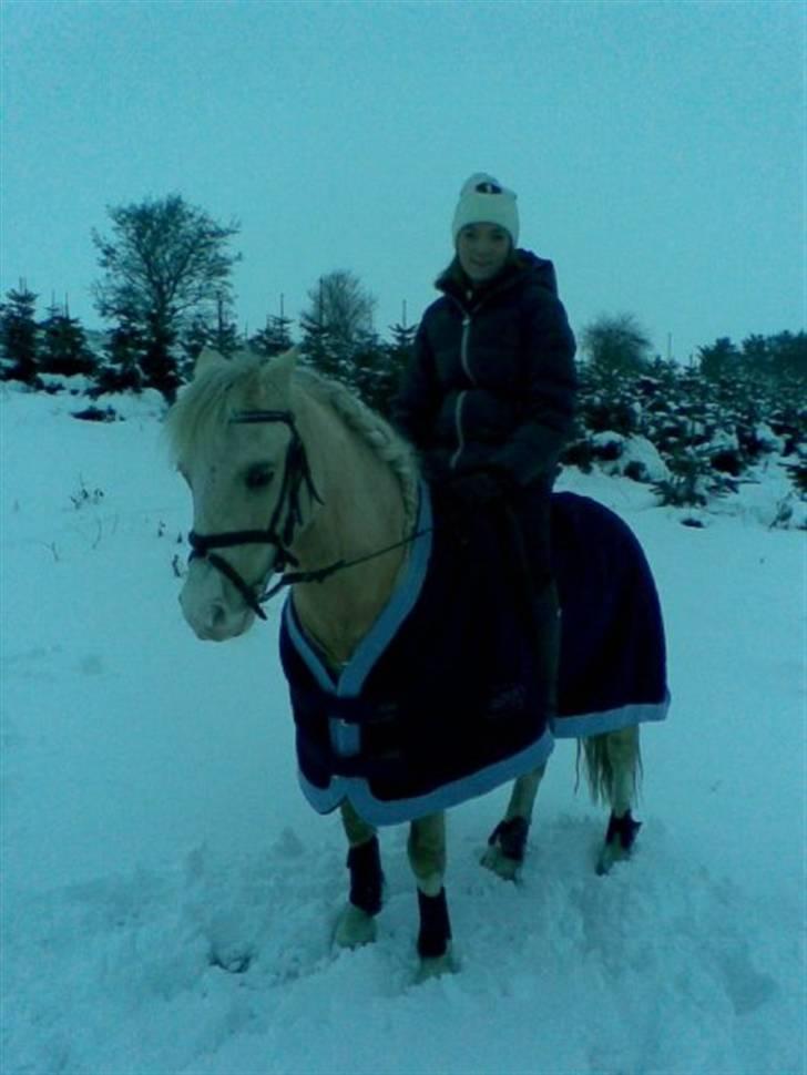 Palomino Golden Beauty - Mig & Golden d 23 dec 09 (:  billede 15