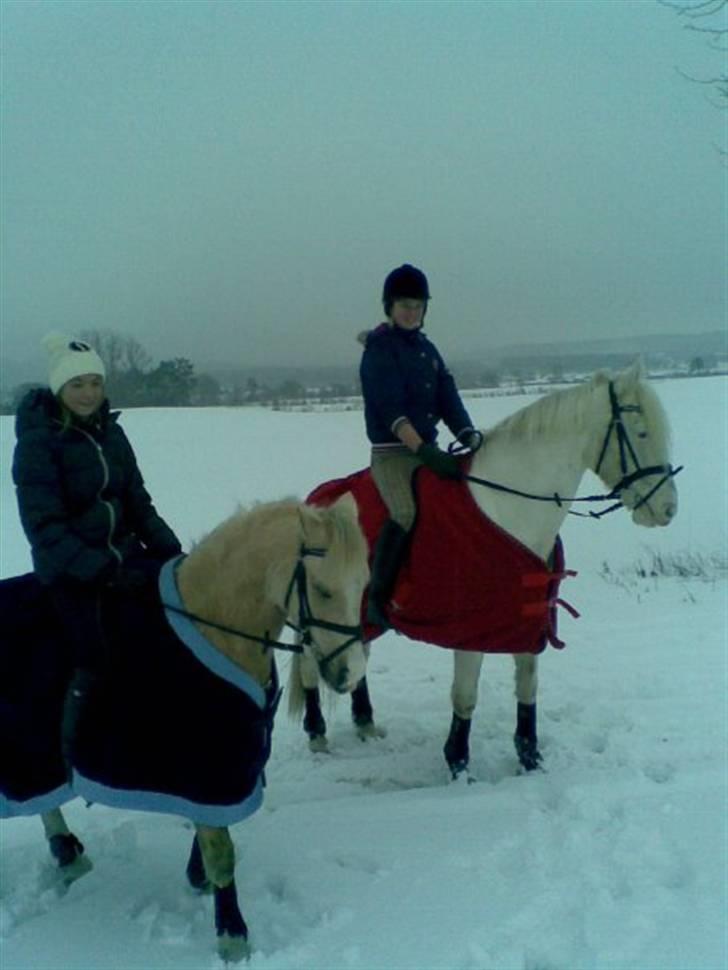 Palomino Golden Beauty - Golden & Cocu d 23 dec 09. billede 16