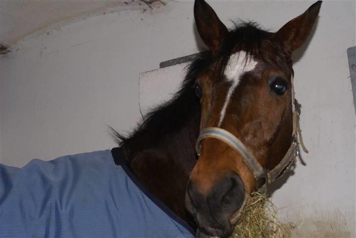 Anden særlig race Travelli solgt - Travelli der stå i sin boks<3 billede 19