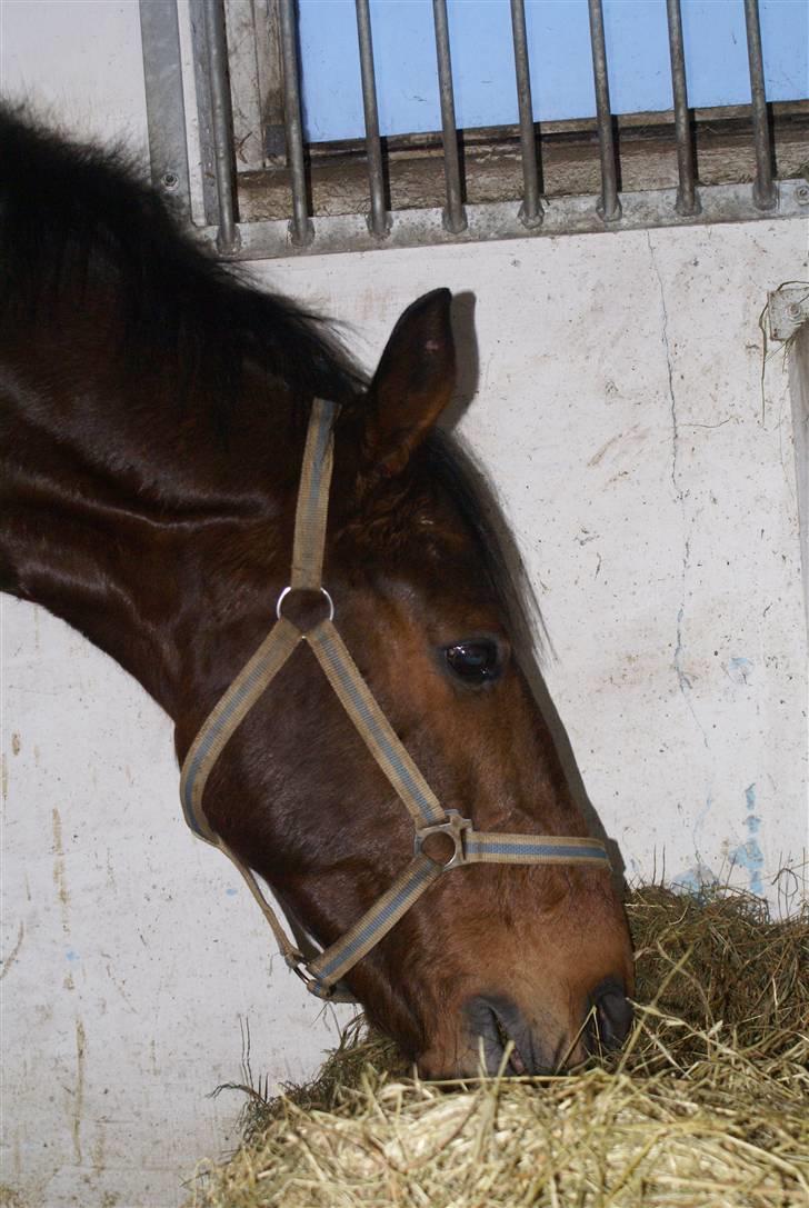 Anden særlig race Travelli solgt - Travelli der står og spiser hø i boksen<3 billede 20