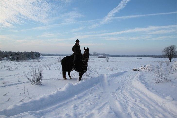 Welsh Cob (sec D) Gaiety<3Min drømmepony!<3 - 15) min vidunderlige sne pony! 2011<3 billede 13