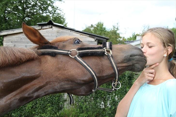 Welsh Cob (sec D) Gaiety<3Min drømmepony!<3 - 16) gaiety kysser godt :)<3 2010 billede 14