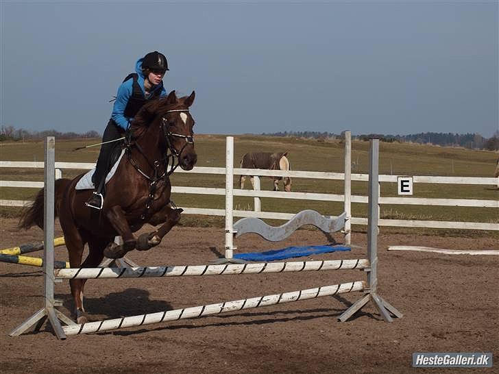 Welsh Cob (sec D) Gaiety<3Min drømmepony!<3 - 18) grimt billede, men whatever. 2010 :-)<3 billede 16